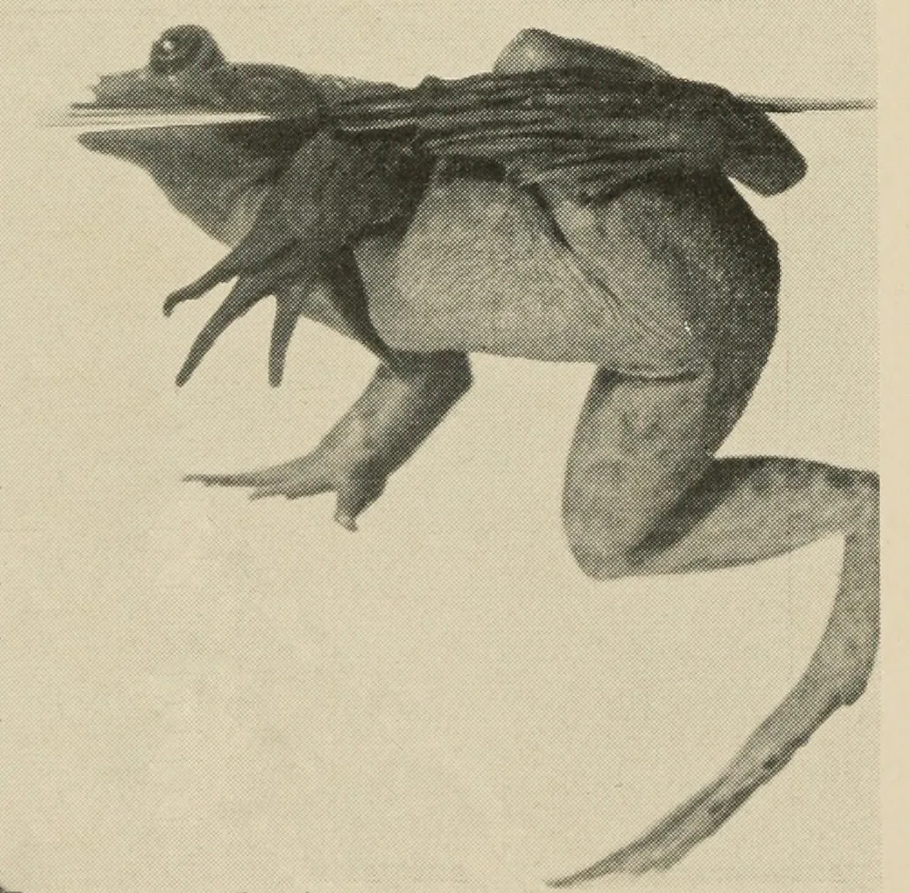 North American Bullfrog — Male at water surface