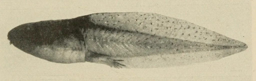 North American Bullfrog — Tadpole, side view