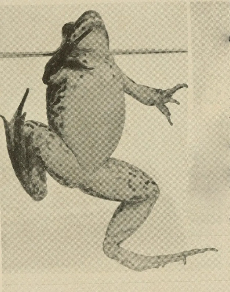 North American Green Frog — Female at water surface