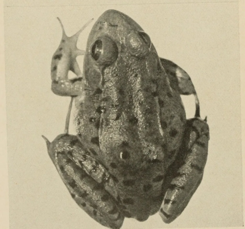North American Green Frog — Gravid female, dorsal view