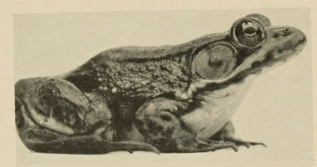 North American Green Frog — Adult male, side profile; dorsolateral fold and tympanum