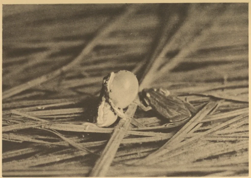 Boreal Chorus Frog — Calling males with inflated vocal sac